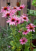 Echinacea Primadonna Deep Rose