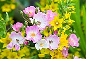 Rosa Ballerina and Lysimachia Punctata Loosestrife