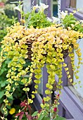 Golden Creeping Jenny