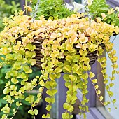 Golden Creeping Jenny