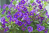 Solanum rantonnetii Royal Robe