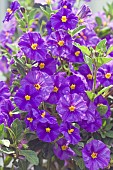 Solanum rantonnetii Royal Robe