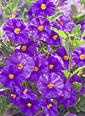 Solanum rantonnetii Royal Robe