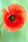 Papaver Poppy rhoeas Corn Poppy