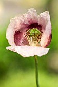 Papaver somniferum Opium Poppy