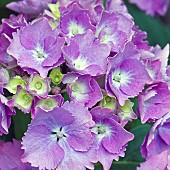 Hydrangea macrophylla