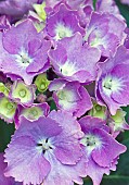 Hydrangea macrophylla