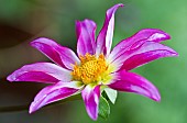 Cartwheel Dahlia Honka