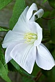 Clematis Madame Le Coultre