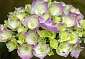 Hydrangea macrophylla flowerhead