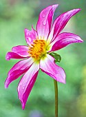 Cartwheel Dahlia Honka
