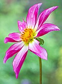 Cartwheel Dahlia Honka