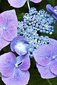 Hydrangea macrophylla