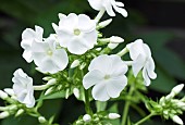 Phlox paniculata White Admiral