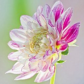 Dahlia Que Sera