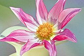 Cartwheel Dahlia Honka