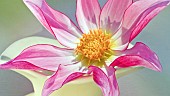 Cartwheel Dahlia Honka