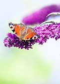 Peacock Butterfly on Buddleia shrub