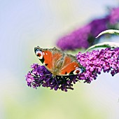 Peacock Butterfly on Buddleia shrub