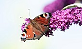 Peacock Butterfly on Buddleia shrub