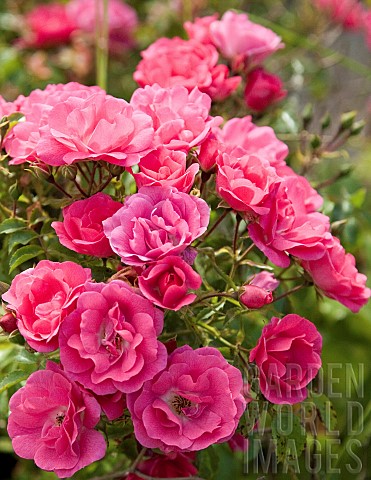 Rose_bush_mass_of_deep_pink_flowerheads