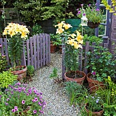 Picket fence and garden gate treated