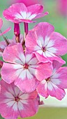 Phlox paniculata Volcano Pink