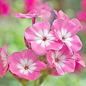 Phlox paniculata Volcano Pink