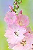 Sidalcea Elsie Heugh Hollyhock