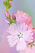 Sidalcea Elsie Heugh Hollyhock