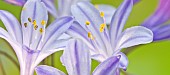 Agapanthus African Lily