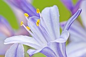 Agapanthus African Lily