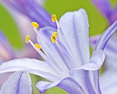 Agapanthus African Lily