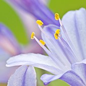 Agapanthus African Lily