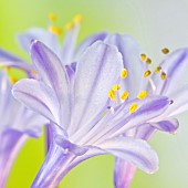 Agapanthus African Lily