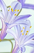 Agapanthus African Lily