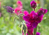 Gladioli gladiolus Cerise Pink