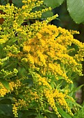 Solidago canadensis  Goldenrod