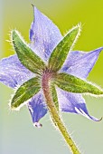 Scabiosa Clive Greaves