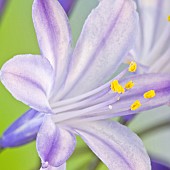 Agapanthus African Lily