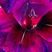 Gladioli Velvet Eyes