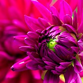 Dahlia Purple Gem