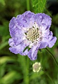 Scabiosa Clive Greaves