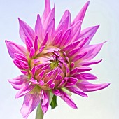 Cactus Dahlia Mingus Gregory