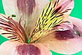 Alstromeria Peruvian Lily Parigo Charm