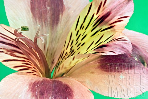 Alstromeria_Peruvian_Lily_Parigo_Charm