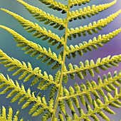 Foliage abstract fern leaf.