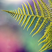 Foliage abstract fern leaf.