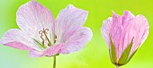 Pale pink Geranium