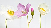 Anemone sylvestris and Geranium.